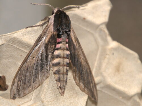 Privet Hawkmoth