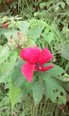 Hibiscus uncinellus