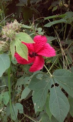 Hibiscus uncinellus