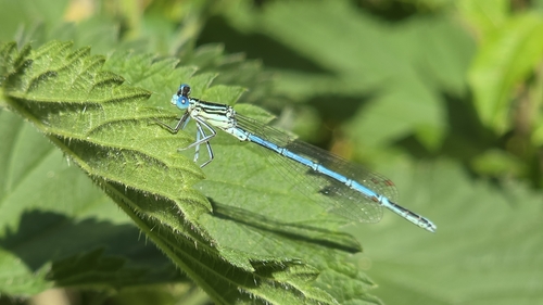 Blue Featherleg