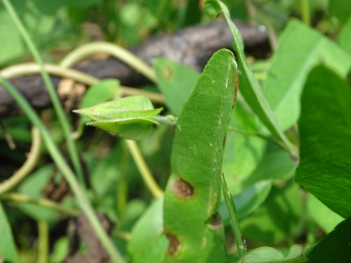 Aniseia martinicensis, photograph 5