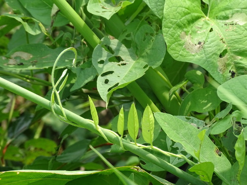 Aniseia martinicensis, photograph 1