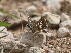 Ernsta colotes transvaaliae