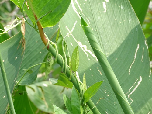 Aniseia martinicensis