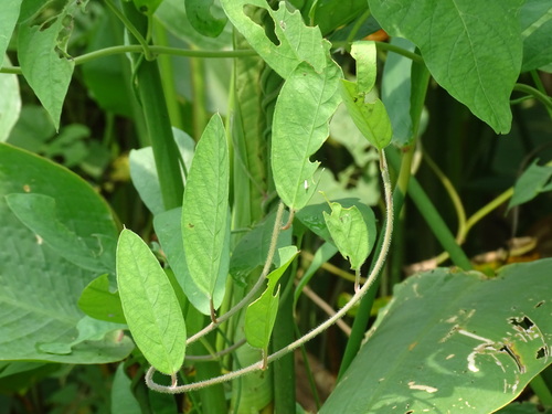 Aniseia martinicensis, photograph 3