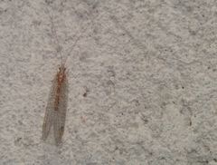 Eremochrysa punctinervis