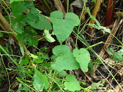 Ipomoea rubens, photograph (c) Alexis López Hernández, some rights reserved (CC BY)