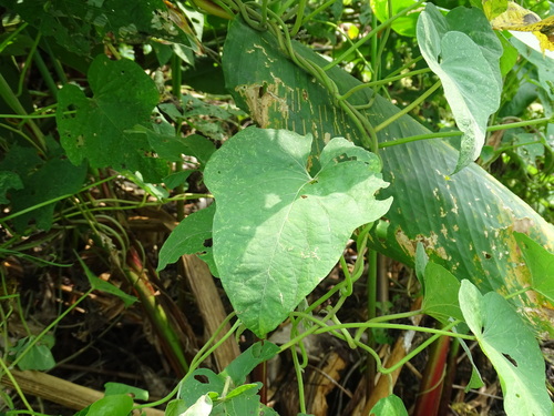 Ipomoea rubens, photograph 5