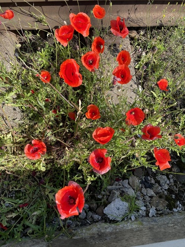 common poppy