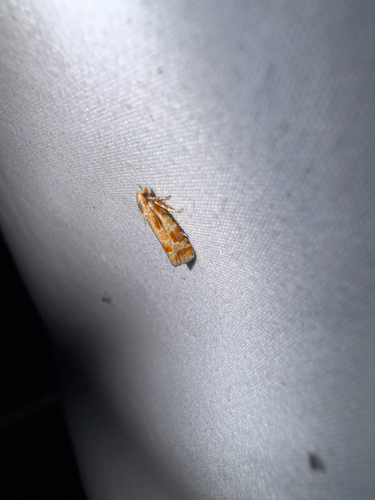 European Pine Shoot Moth photo 4