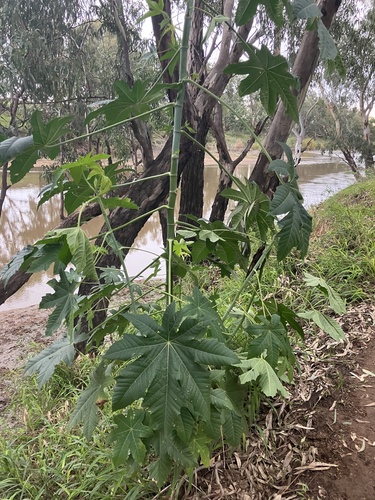 castor bean