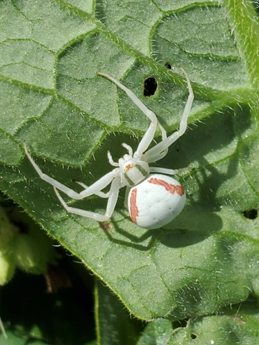 Goldenrod Crab Spider