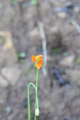 Papaver californicum