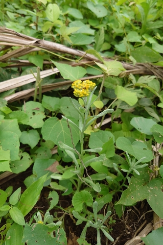 Pseudognaphalium affine, photograph 6
