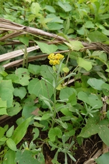 Pseudognaphalium affine, photograph (c) 如此甚好, some rights reserved (CC BY)