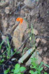 Papaver californicum