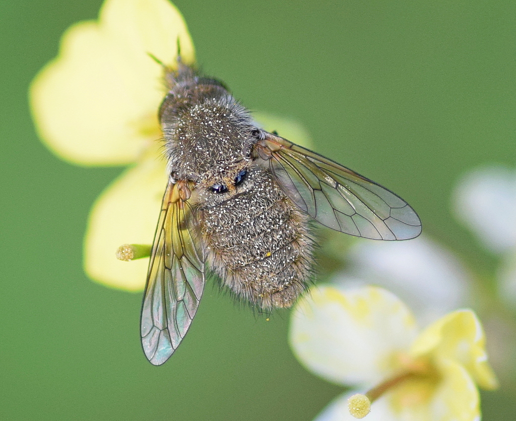 Conophorus glaucescens