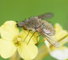 Conophorus glaucescens