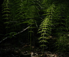 Equisetum pratense