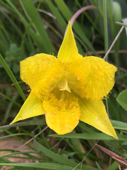 Calochortus monophyllus