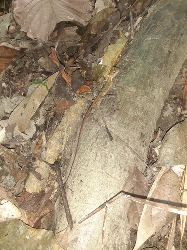 Sri Lanka Kangaroo Lizard