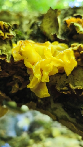 golden ear