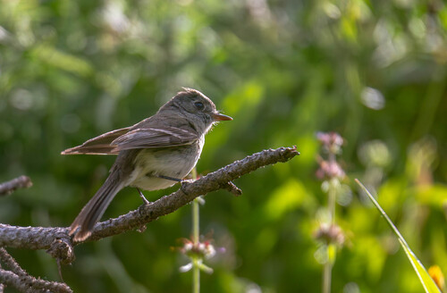 Empidonax oberholseri