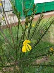 Cytisus scoparius