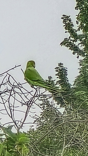 Rose-ringed Parakeet