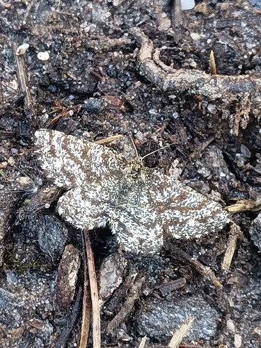 Common Heath