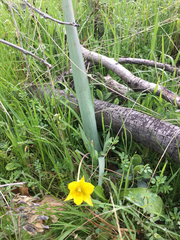 Calochortus monophyllus