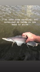 Lepisosteus platostomus