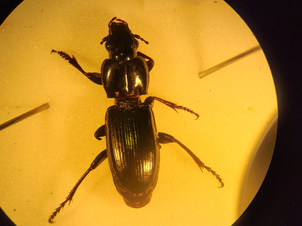 Holcaspis bidentella