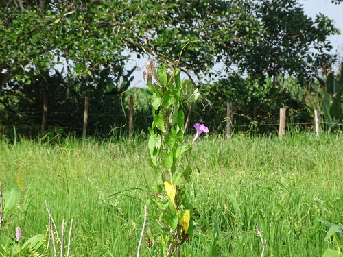 Ipomoea tiliacea, photograph 6