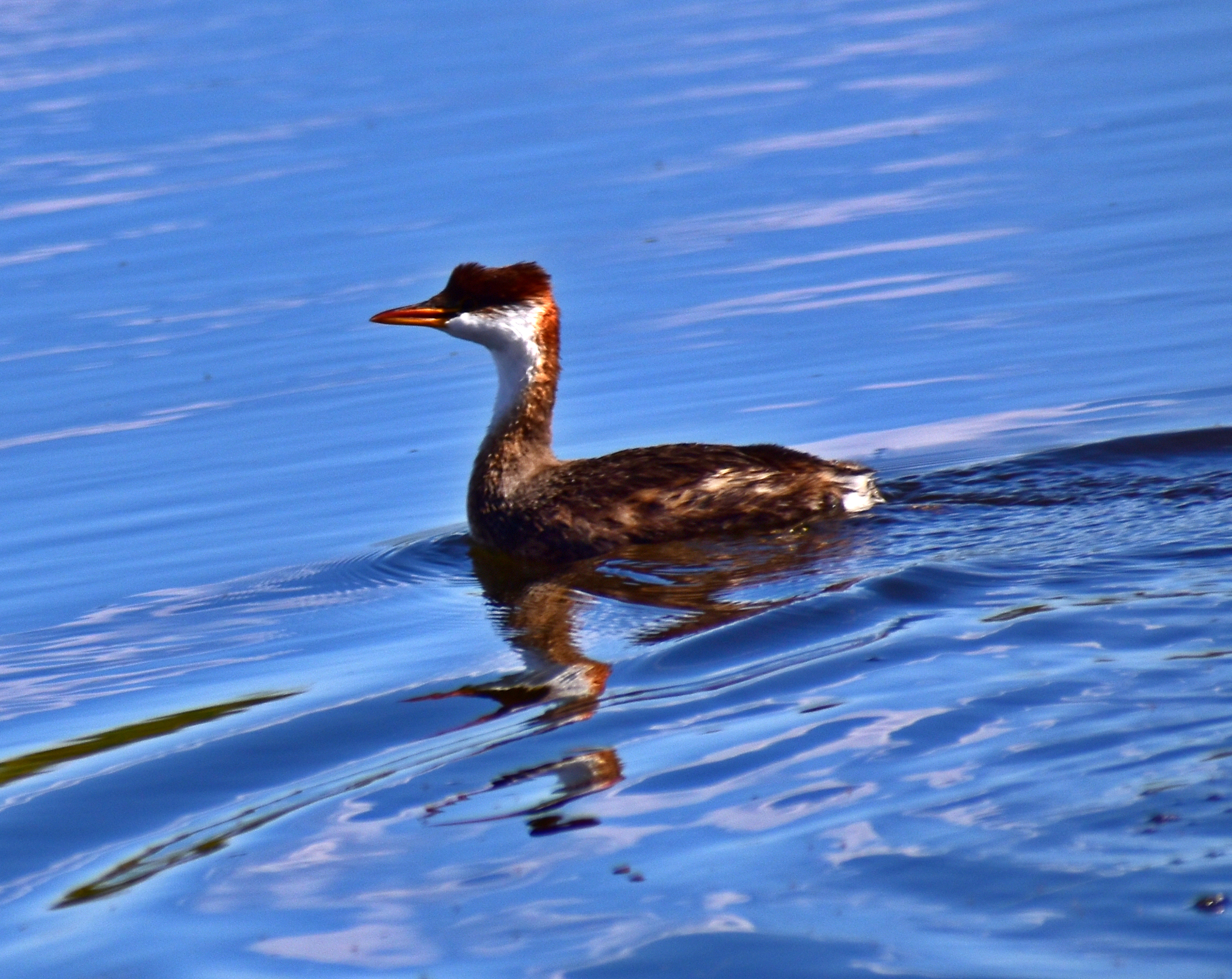 Titicaca Grebe (Rollandia microptera), photo 1
