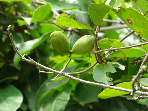 Hippocratea volubilis, photograph 6