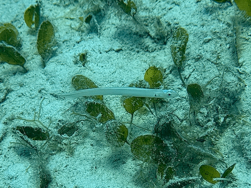 Gunnellichthys observed 2026-06-10
