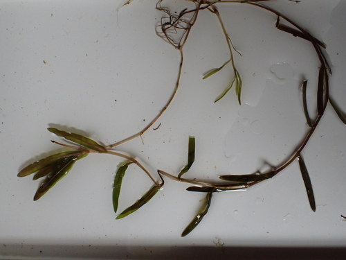 Curly-leaf Pondweed