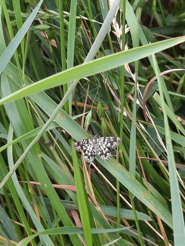 Latticed Heath