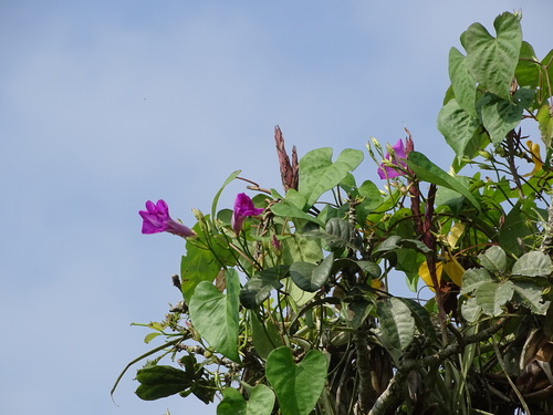 Ipomoea tiliacea, photograph 4