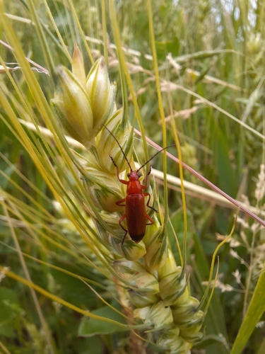 Common Red Soldier Beetle