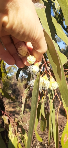 Eucalyptus tricarpa, photograph 2
