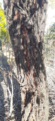 Eucalyptus tricarpa, photograph 3