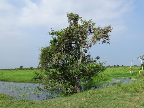 Ipomoea tiliacea, photograph 3