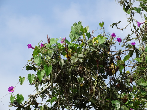 Ipomoea tiliacea, photograph 5