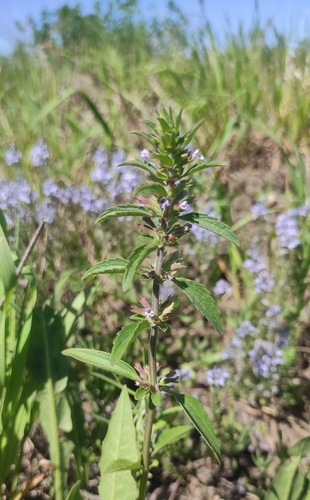 Thyme-leaf Dragon-head