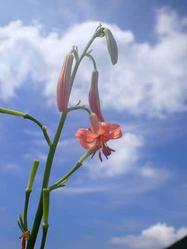 Siebold's Lily