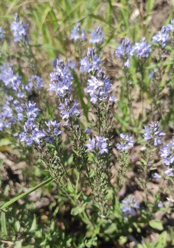 Prostrate Speedwell