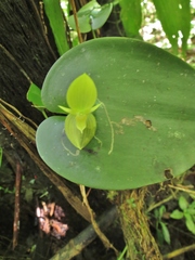 Pleurothallis cardiothallis