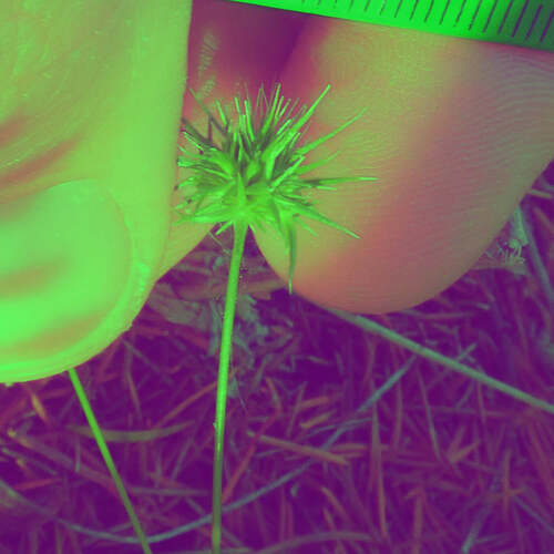 Hedgehog Grass